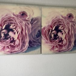 Large Pink Rose Pictures for Sale