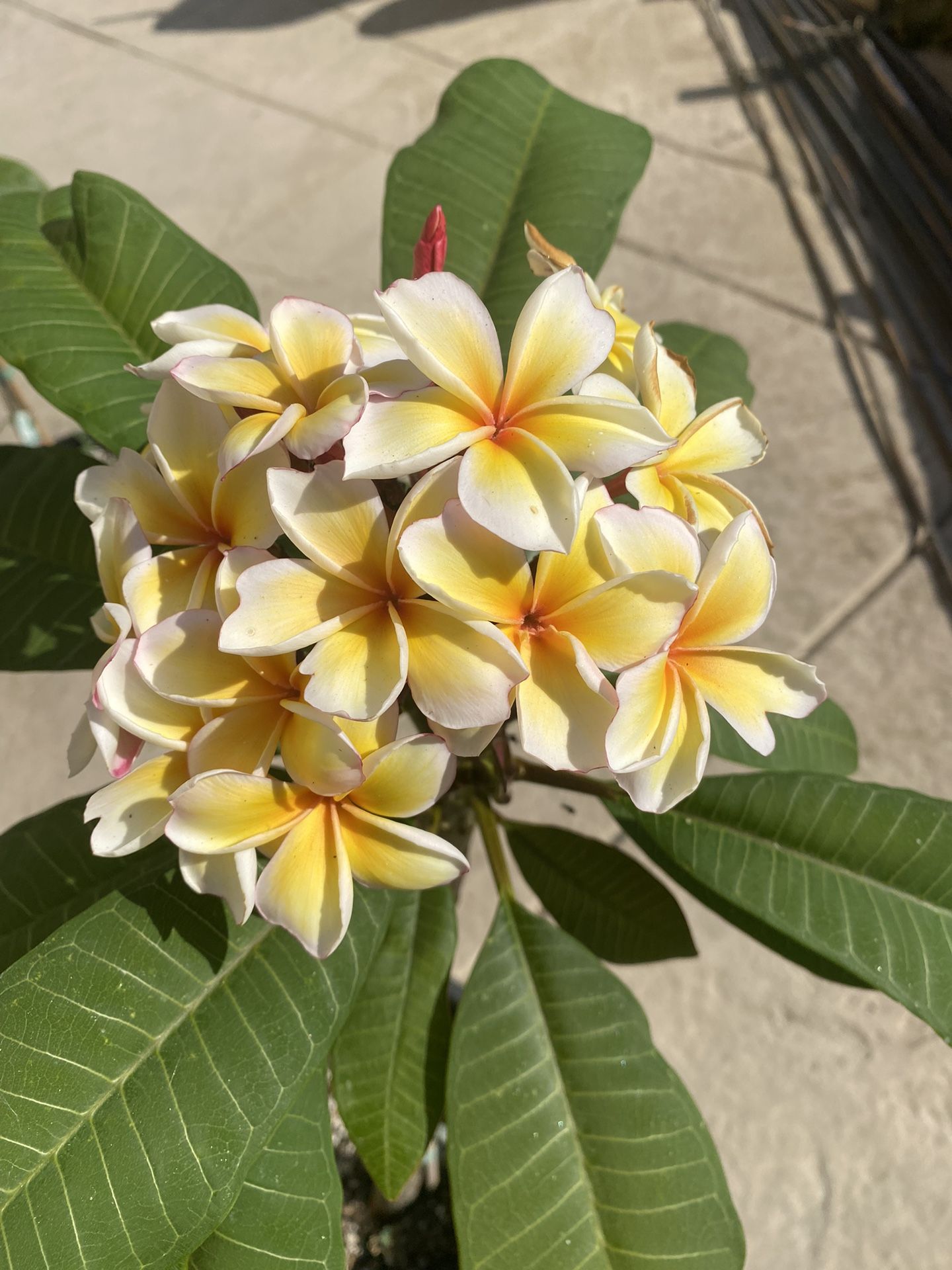 JJ Yellow Gina Plumeria $80.00