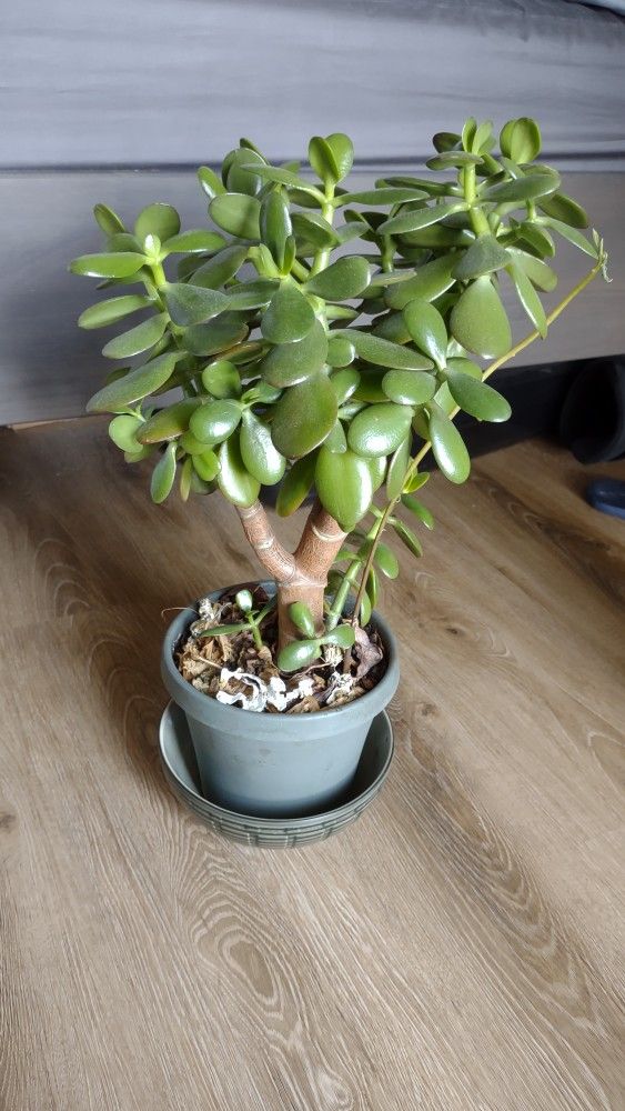 Jade Plant
