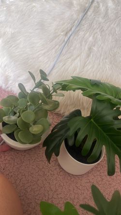 Artificial Plants (Small)