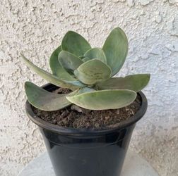 1.5 Gallon Pot Succulent Plant - Crassula Fallwood - Rare Hybrid Succulent - Rooted & Established Plant - Drought Resistant 🪴