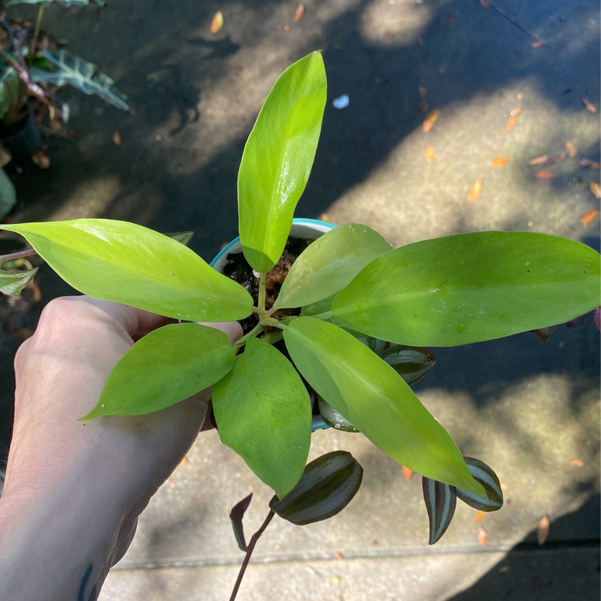 Lemon Lime Philodendron - Neon Cordatum