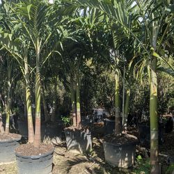 Christmas Palms Over 8 Feet Tall Instant Privacy Hedge For Fence
