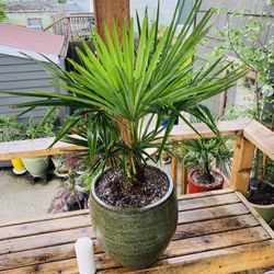 Live outdoor Windmill Palm tree plant in a textured ceramic planter pot—firm price