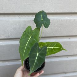 4” Alocasia Frydek 