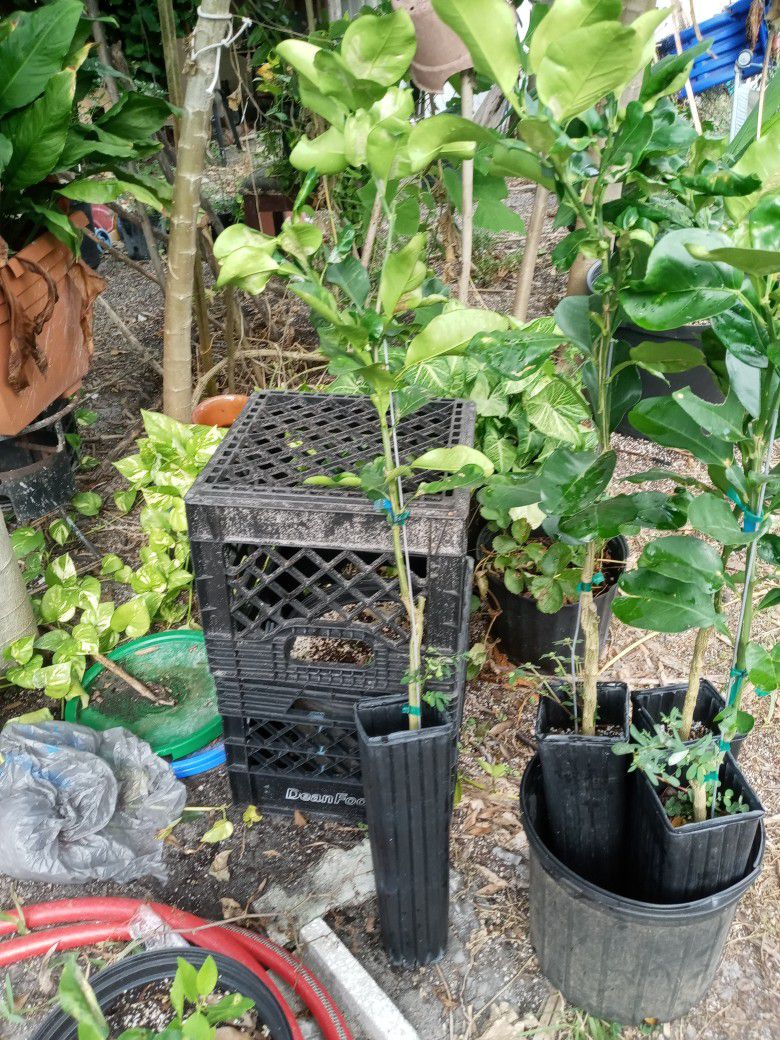Pomelo Grafted Trees