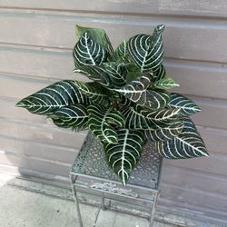 6” zebra plant