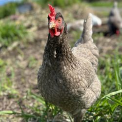 Eggs (butt nuggets)