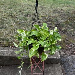 Marble Queen Pothos Plant