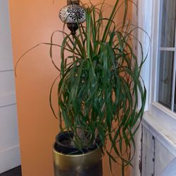 Flourishing Ponytail Palm