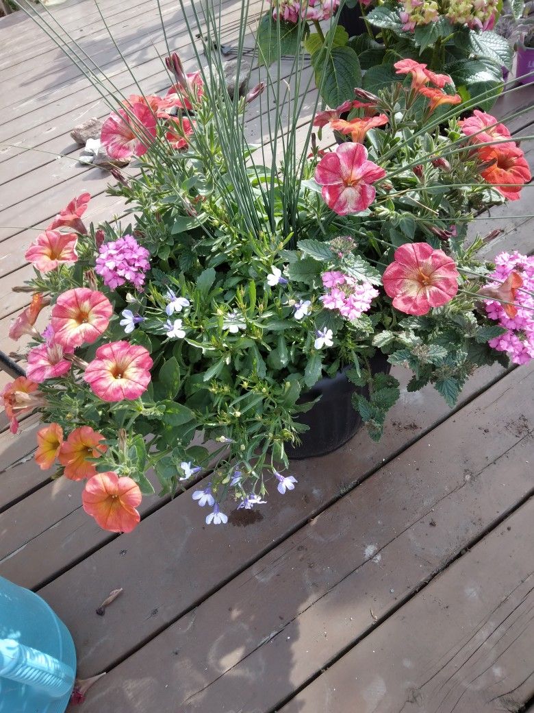Flowers For Sale,miracle Grow Potted
