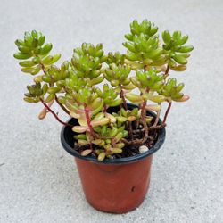 Succulents plants 🪴 