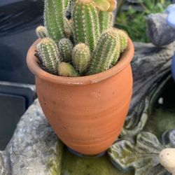Small Cactus In Clay Pot.