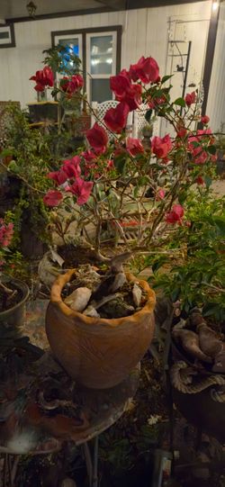 6 yr old Bonsai in antique terracotta pot