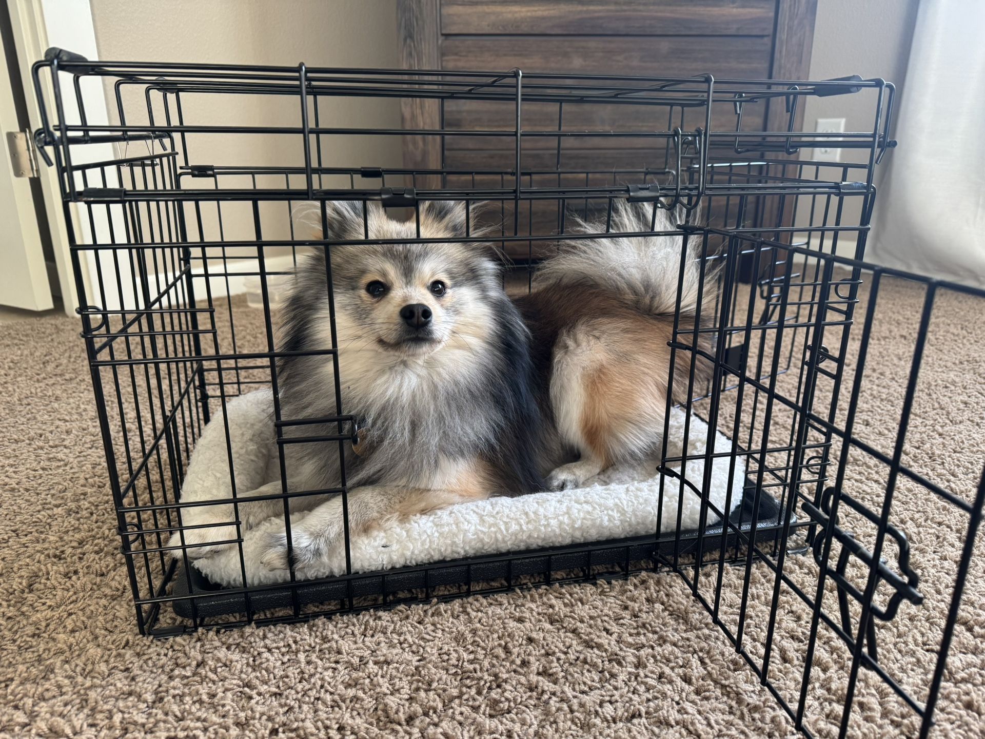 Collapsible Small Dog Crate Kennel