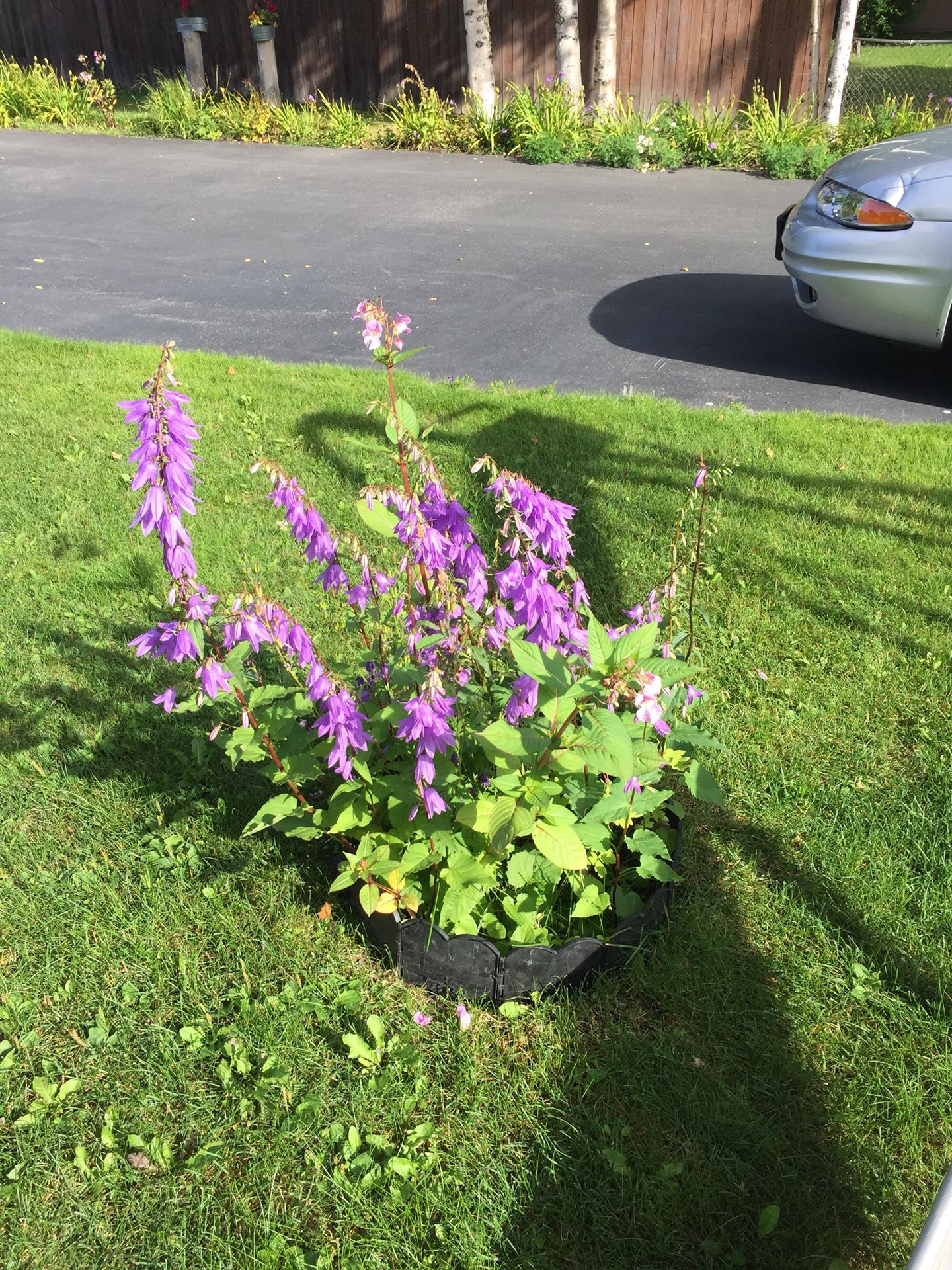 Perennial flowers for sale