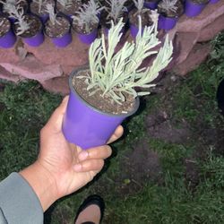 Lavender (Goodwin Creek) 