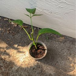 pepino melon/ginseng fruit 人参果 in 5”pot