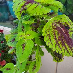 Plant In 2 Gallon Pot. Plant Is 3ft Tall