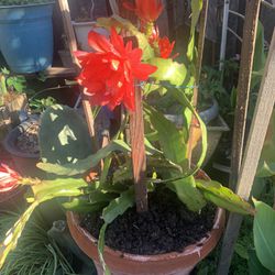 Red Flowers Epiphyllum Plant In 10 Gallon Decorative Pot.