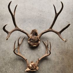 Dear Antlers $25 Each (Please Read)