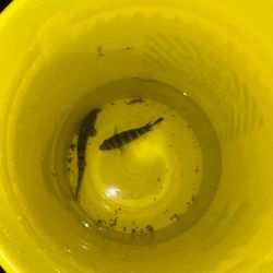 Fish Tank And Supplies 