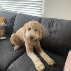Pet Caregiver / Sitter / Walker 🐶 