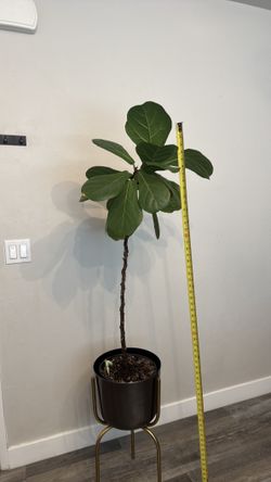 LIVE - Fiddle Leaf Fig Tree (3 feet tall)