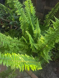 Plantas  Romero, Helechos