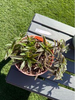 Cyanotis Somaliensis KITTEN EARS Succulent Plants