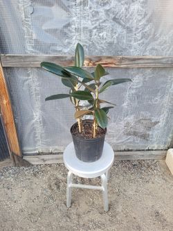 Rubber Plant 10" Nursery Pot