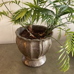 Gold/silver Pot With Plant