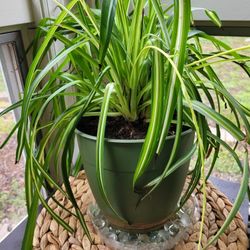 Variegated Spider Plant (Large 2qrt Pot)