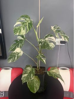 Albo monstera