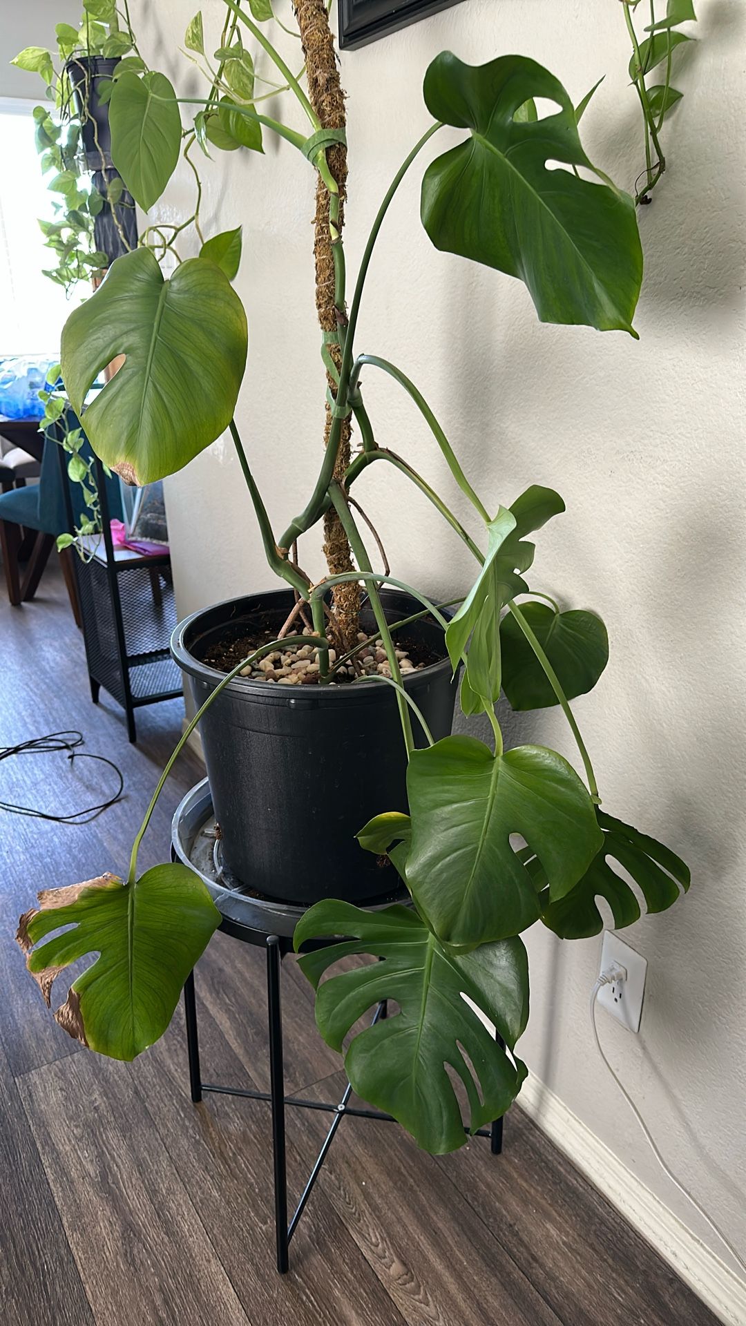 Plant