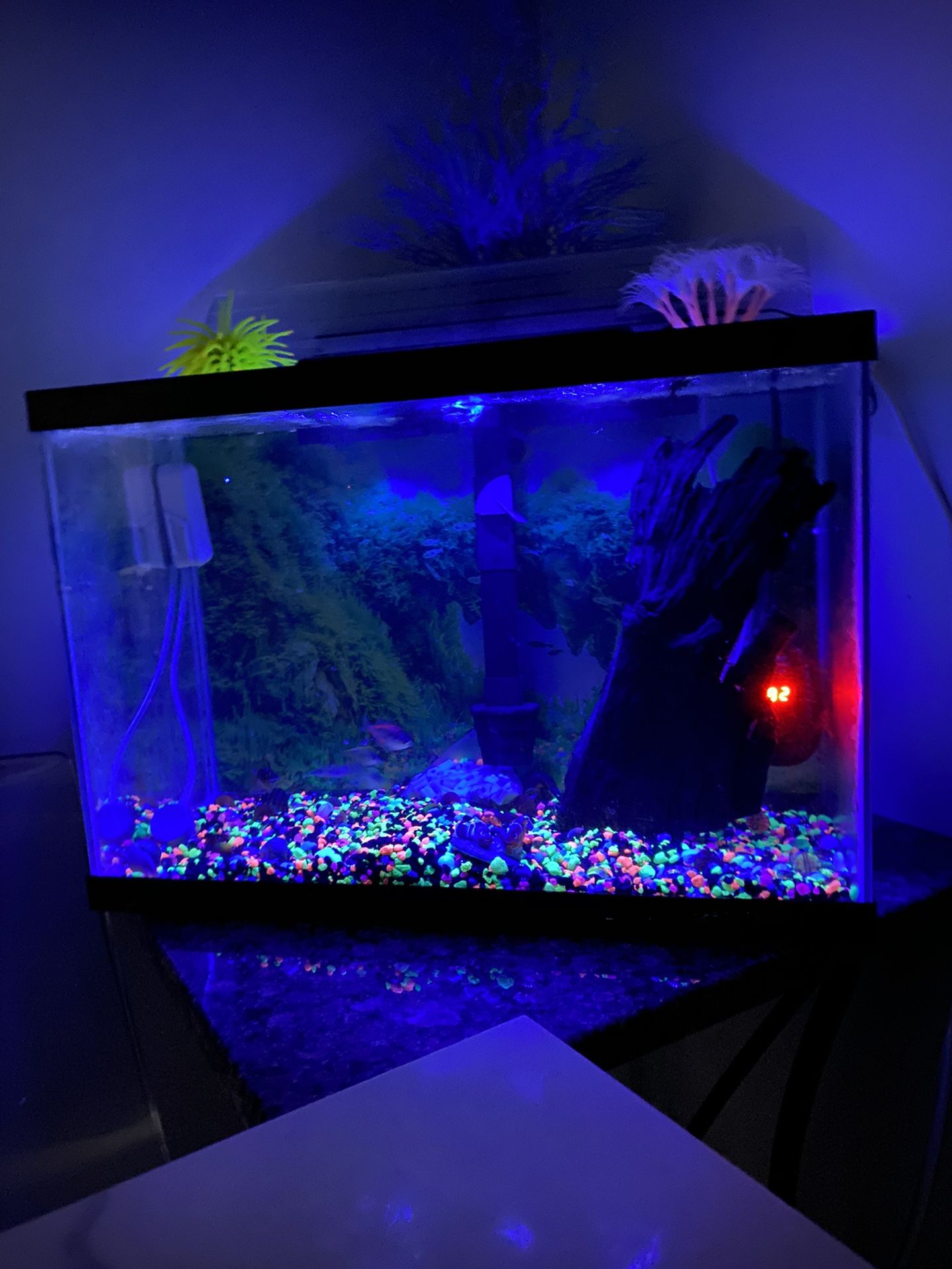 Fish Aquarium 30 Gallon