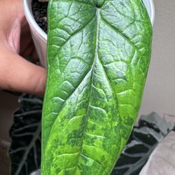 Alocasia Scalprum Aurea