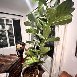 7-Foot Fiddle Leaf Fig (Ficus lyrata)