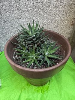 Zebra Haworthia Succulent Plant