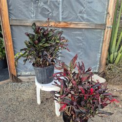 Croton Plant 10" Pot $10 Each