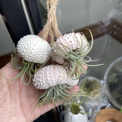 Jellyfish Air plant 