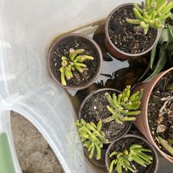 Small Jade Plants – Easy to Care For | Starting at $3