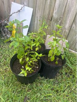 Albahaca