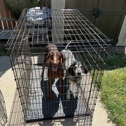 Extra Large Dog Kennel Crate