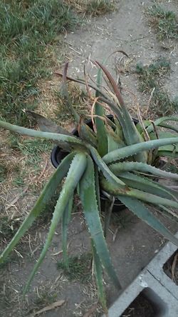 Aloe Vera sabila