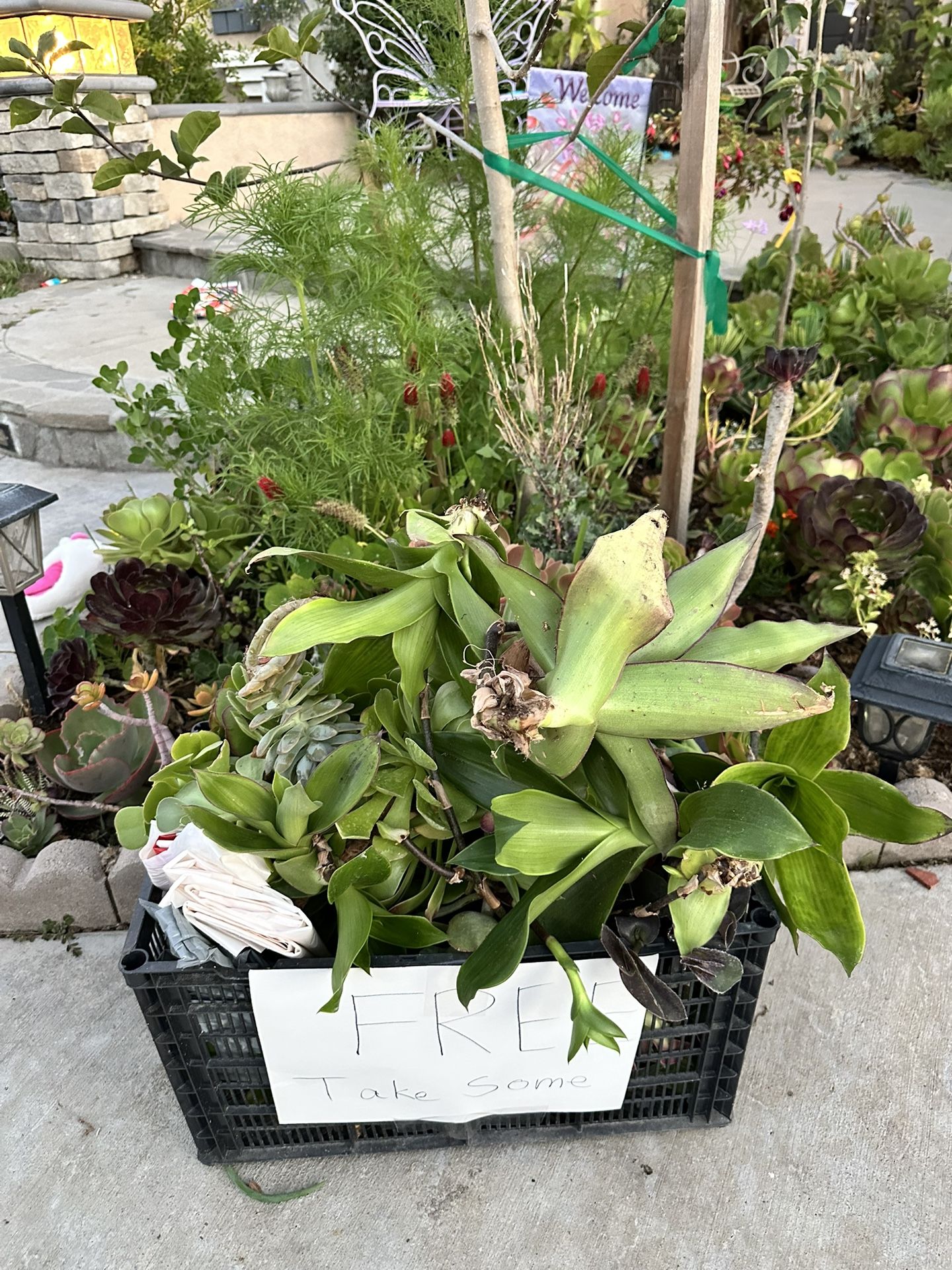 FREE PLANTS, SUCCULENTS