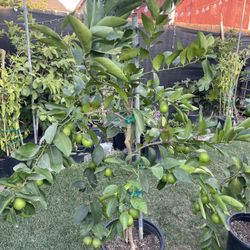 Seedless Lime Trees Available/Arboles De Limon