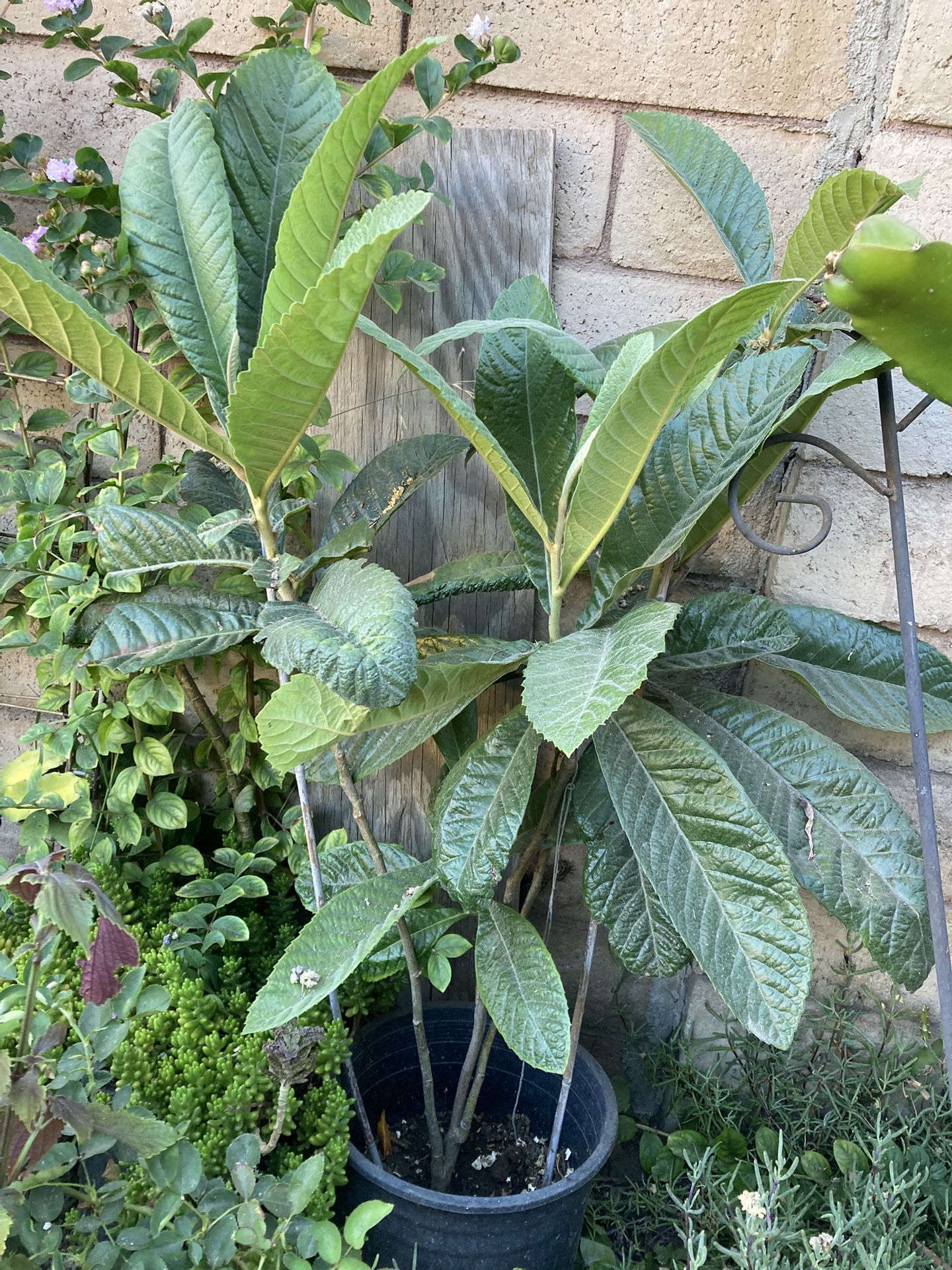Loquat Trees