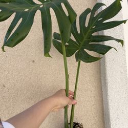 Monstera Deliciosa Plant CUTTING- Fully Rooted