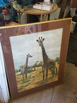 Giraffe picture